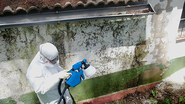 Top rated local Mold Cleanup specialists in Bainbridge, GA